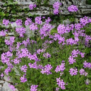 Malcolmia orsiniana